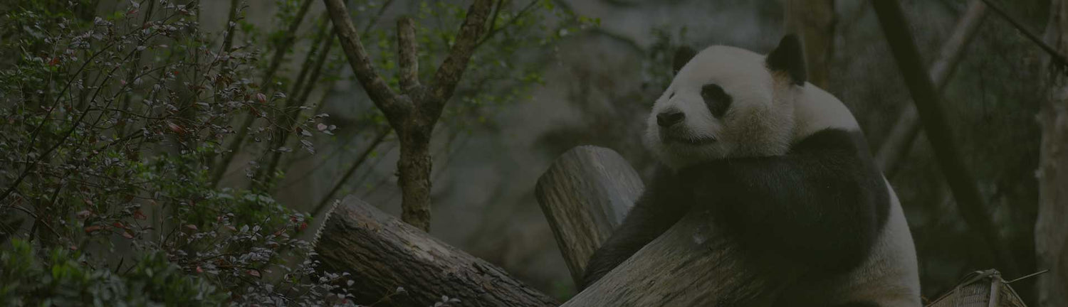 EDINBURGH ZOO