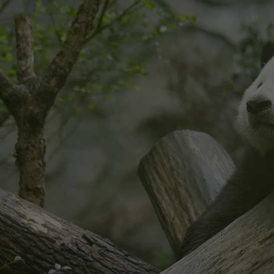 EDINBURGH ZOO